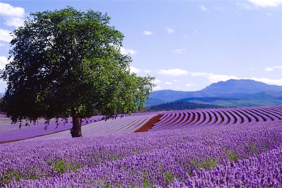 Lavendelfelder in der Blüte - Bridestowe - Tasmania