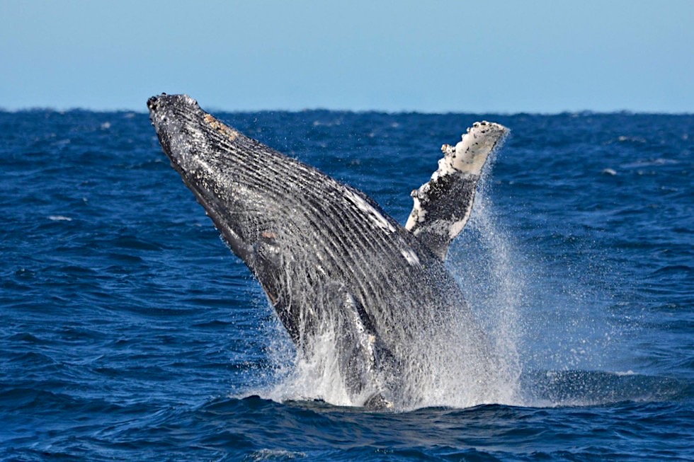 Buckelwale beobachten - Augusta, Margaret River Region - Whale Watch Western Australia