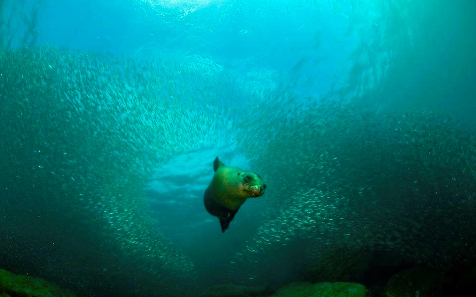 Tauchen mit Seelöwen in La Paz - Baja California - Mexiko