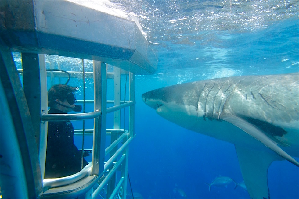 Cage Diving with Great White Sharks - Tauchen mit Weißen Haien: respektvolle Tierbegegnungen mit Adventure Bay Charters - South Australia