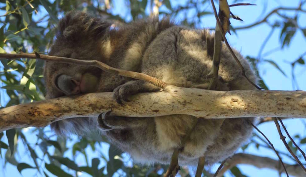 Koalas at Kennett River Great Ocean Road