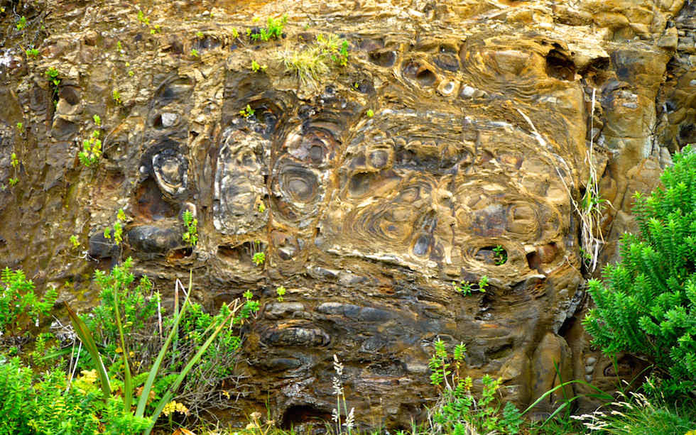 Petrified Forest Curio Bay New Zealand South Island