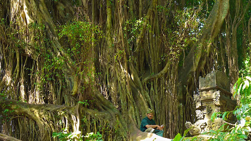 Strangler Fig at Monkey Forest in Ubud Bali