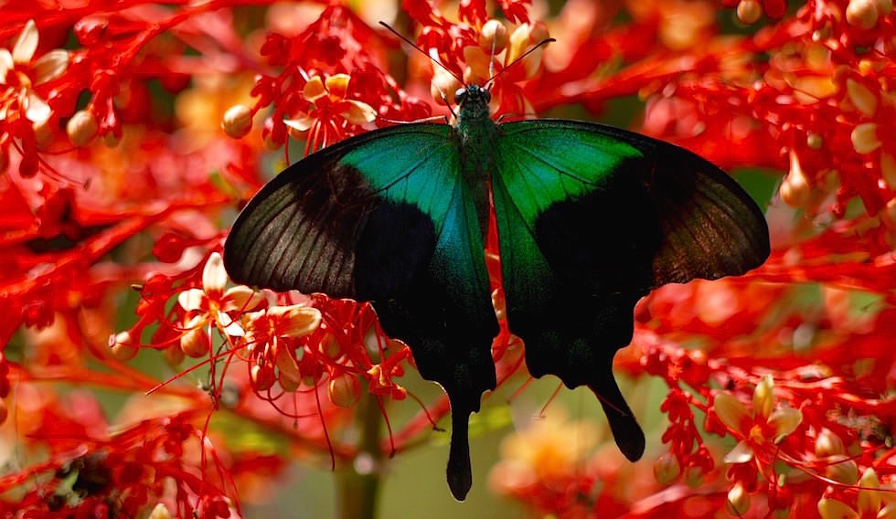 Bali Butterfly Park - Indonesien