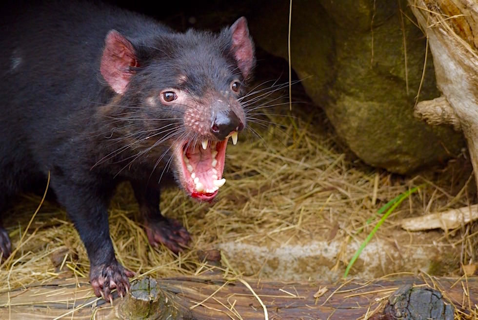 Tasmanian Devil Unzoo - Tasmania