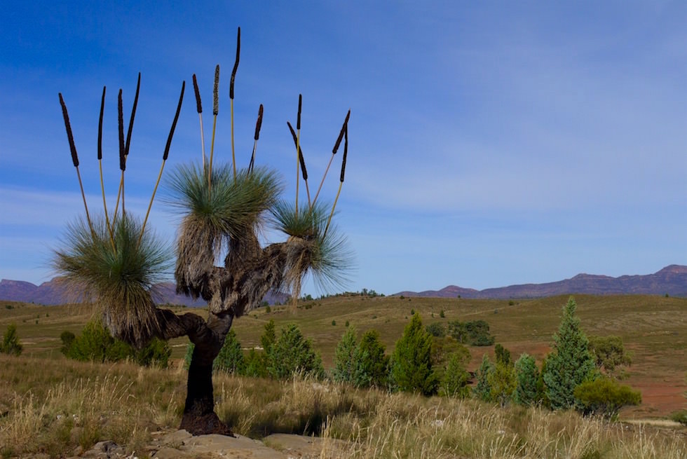 Xanthorrhoea - Rawnsley Park Station 4WD Tour - South Australia