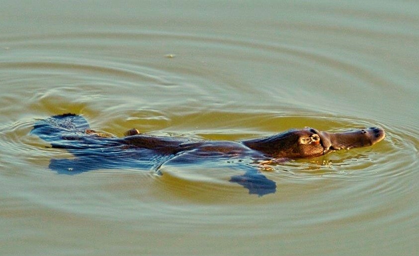Tarzarli Lakes: hier kannst du Schnabeltiere (Platypus) in freier Wildbahn beobachten! -Atherton Tablelands - Queensland