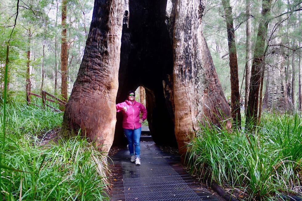 Red Tingle - Valley of Giants - Western Australia
