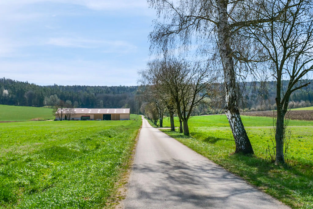 Waldweg zur Steinernen Rinne von Erasbach im Altmühltal, Bayern