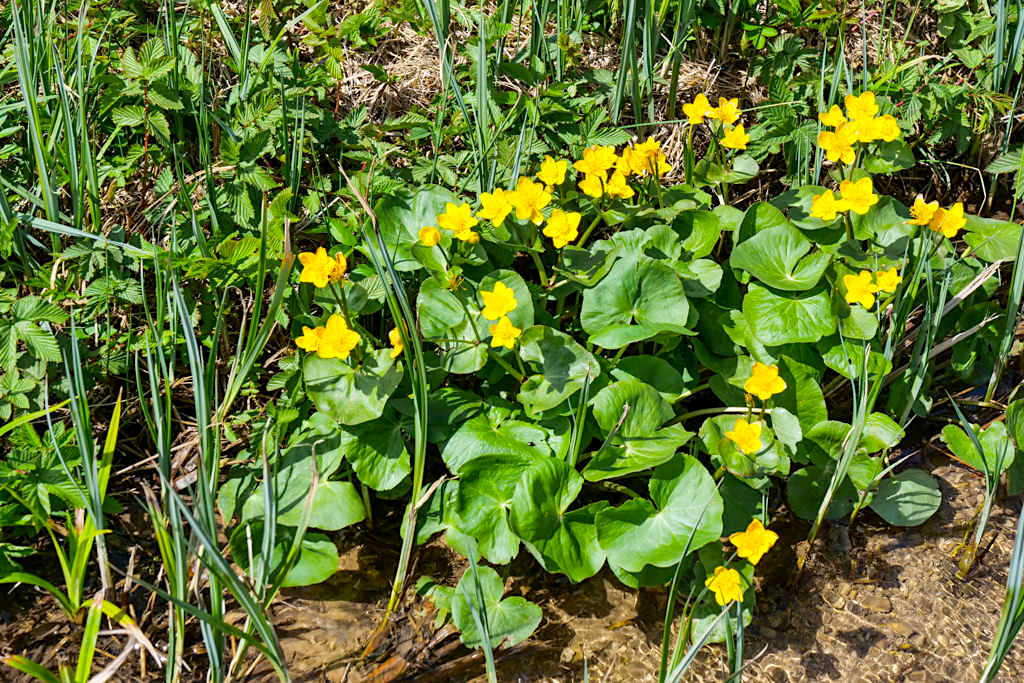Steinerne Rinne oder Wachsende Steine - Wie entstehen sie? - Naturwunder im Altmühltal, Bayern
