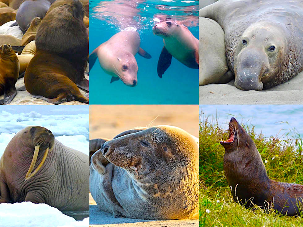Unterschied Seehunde Seelöwen Seebären - Passenger On Earth