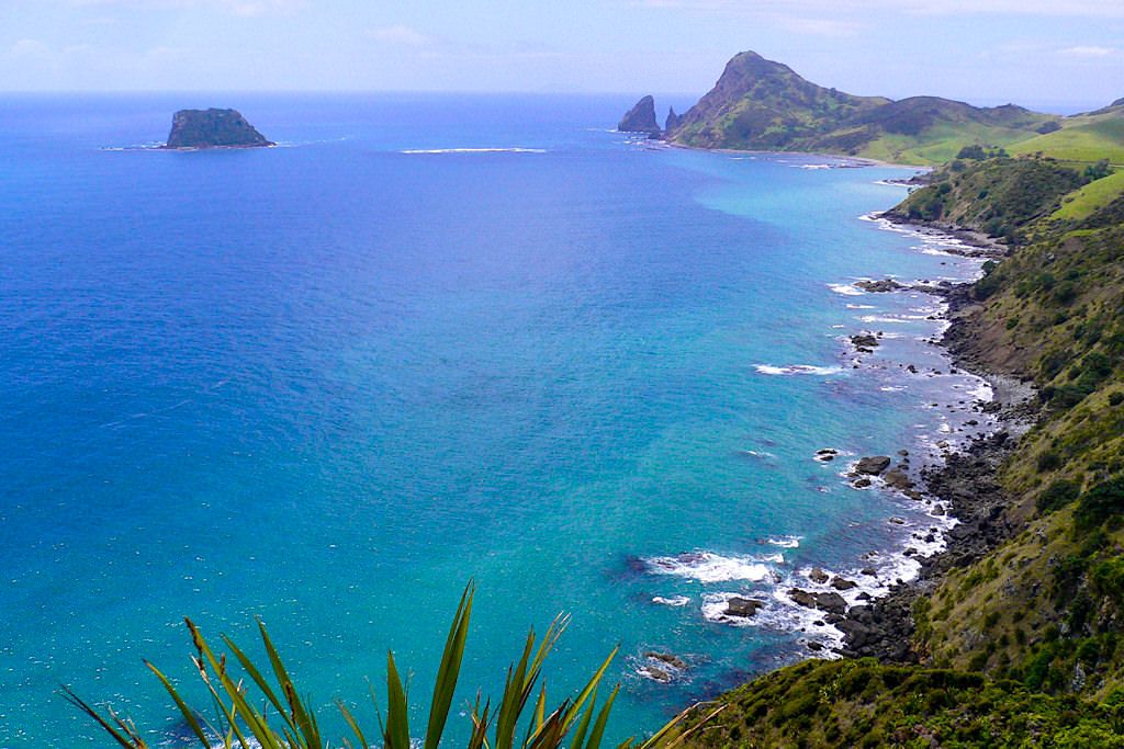 Schwindelig-schönster Ausblick auf Port Jackson Bay & die Steilküste: absolutes Coromandel Highlight & Geheimtipp - Nordinsel, Neuseeland