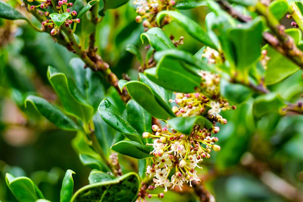 Azoren Stechpalme (Ilex perado azorica) in der Blüte - Endemische Pflanze der Lorbeerwälder im Osten von Sao Miguel - Nordeste