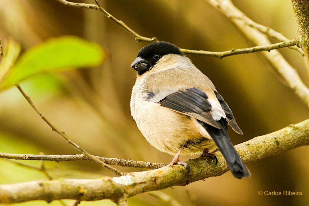 Azorengimpel oder Priolo - stark bedrohte Vogelart, die es nur noch in einem kleinen Gebiet im Osten von Sao Miguel gibt - Azoren