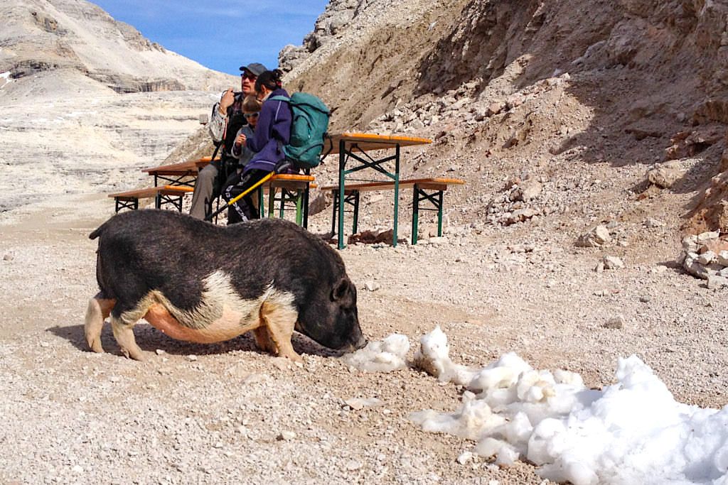 Lustige Attraktion für Jung und Alt: die Bergsau auf der Forcella Pordoi Hütte - Leichte Piz Boe Wanderung - Sella-Gebirge, Dolomiten