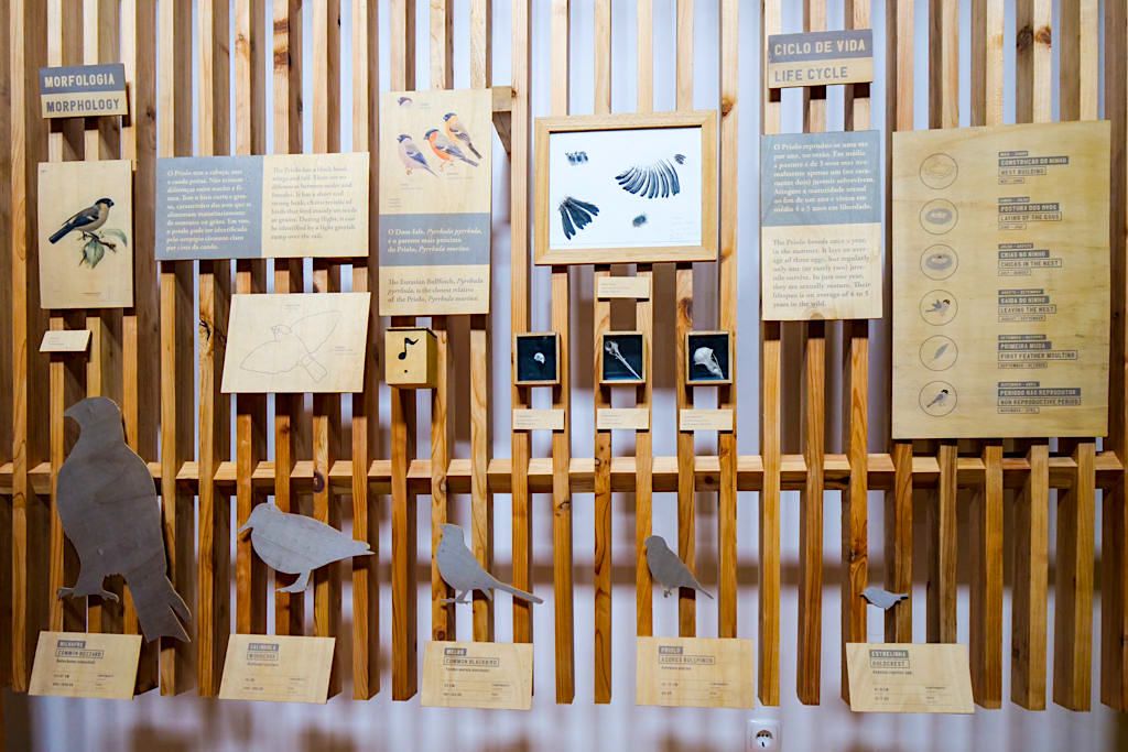 Centro do Priolo - Informationen über den Lebensraum des Azorengimpels, der Lorbeerwälder & Moore im Osten von Sao Miguel bei Nordeste - Azoren