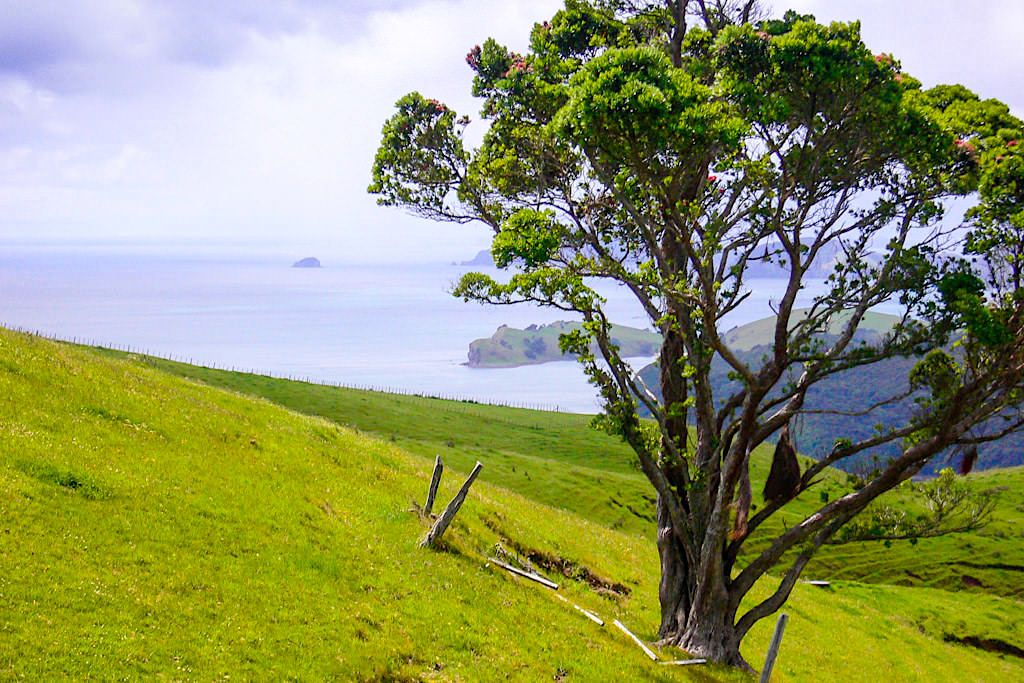 Coromandel Highlights: Faszinierender Ausblick auf die Bucht von Firth of Thames & seine kleinen Inseln - Nordinsel, Neuseeland
