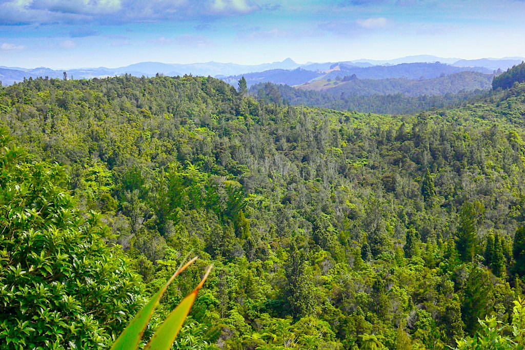 Coromandel Peninsula - Subtropischer Regenwald im Innern der Halbinsel - Nordinsel, Neuseeland