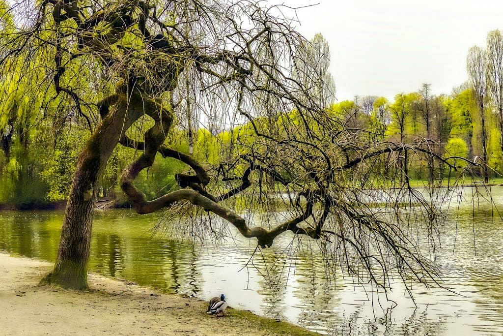 Englischer Garten beim Erblühen im Frühling - München Attraktionen - Bayern