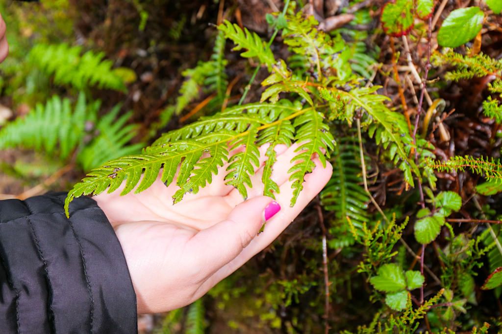 Wurzelnde Kettenfarn (Woodwardia radicans) mit Bissspuren des Azorengimpels oder Priolo in einem intakten Lorbeerwald im Osten von Sao Miguel - Azoren