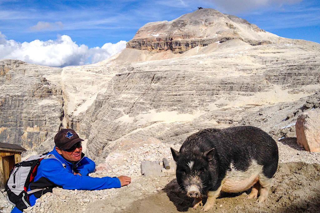 Rifugio Forcella Pordoi - Bergsau als Hüttenmaskottchen: definitiv eine Wanderattraktion auf dem Weg zum Piz Boe - Sella, Dolomiten