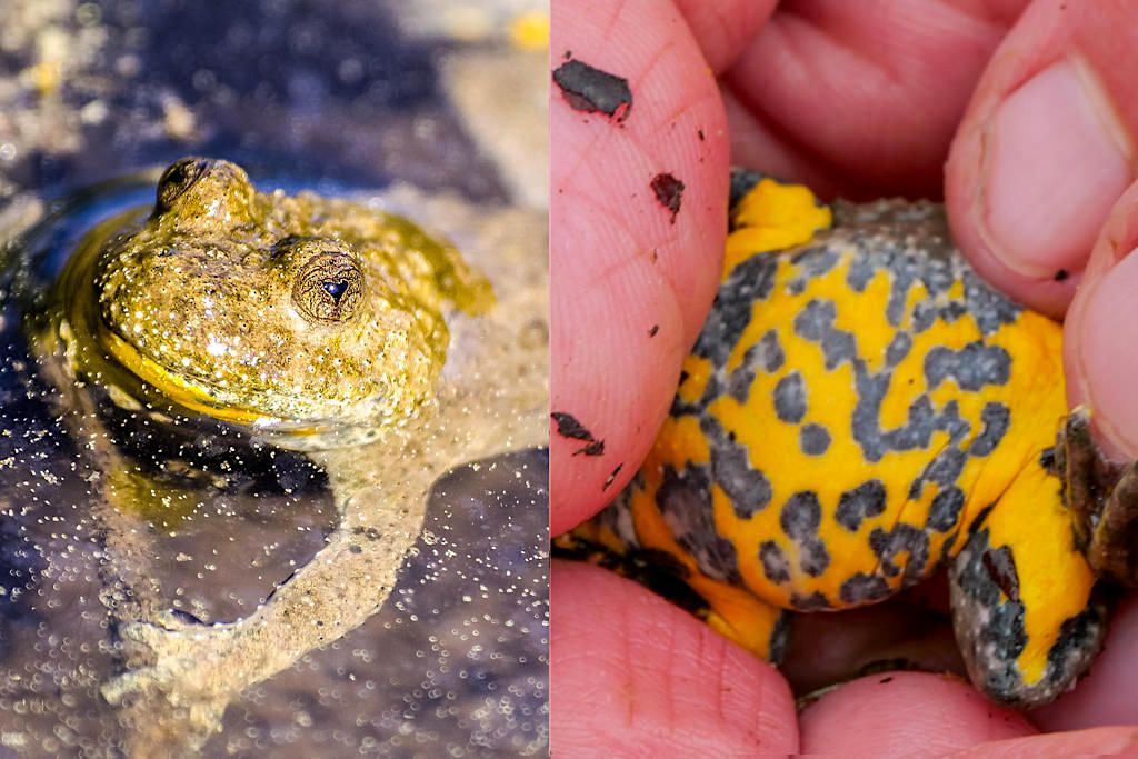 Gelbbauchunke im Flachwassertümpel - Geotop und Biotop Lindle - Holheim, Bayern