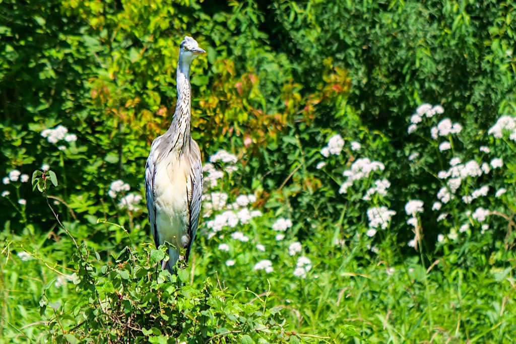 Graureiher und andere Vögel während der Altmühltal Schifffahrt nach Riedenburg - Altmühl Main-Donau-Kanal - Bayern