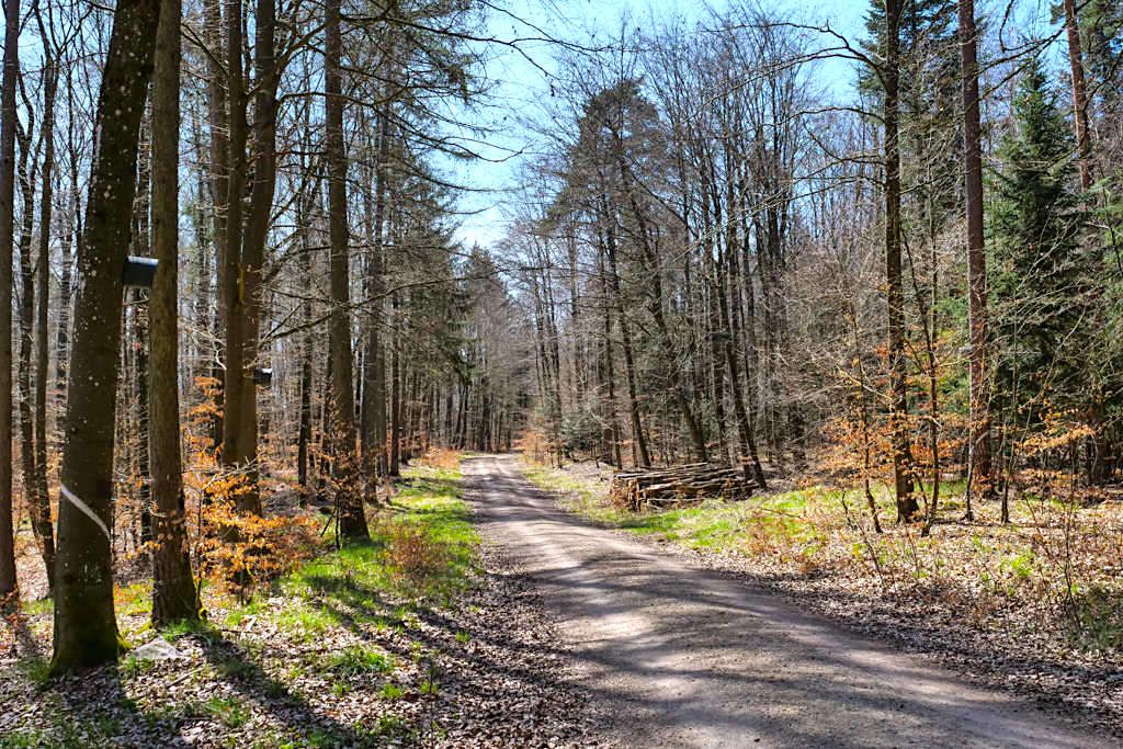 "Hauptstrasse" Forststraße zu den Sinterterrassen Hoher Brunnen & Steinerne Rinne - Erasbach Wanderung im Altmühltal -Bayern