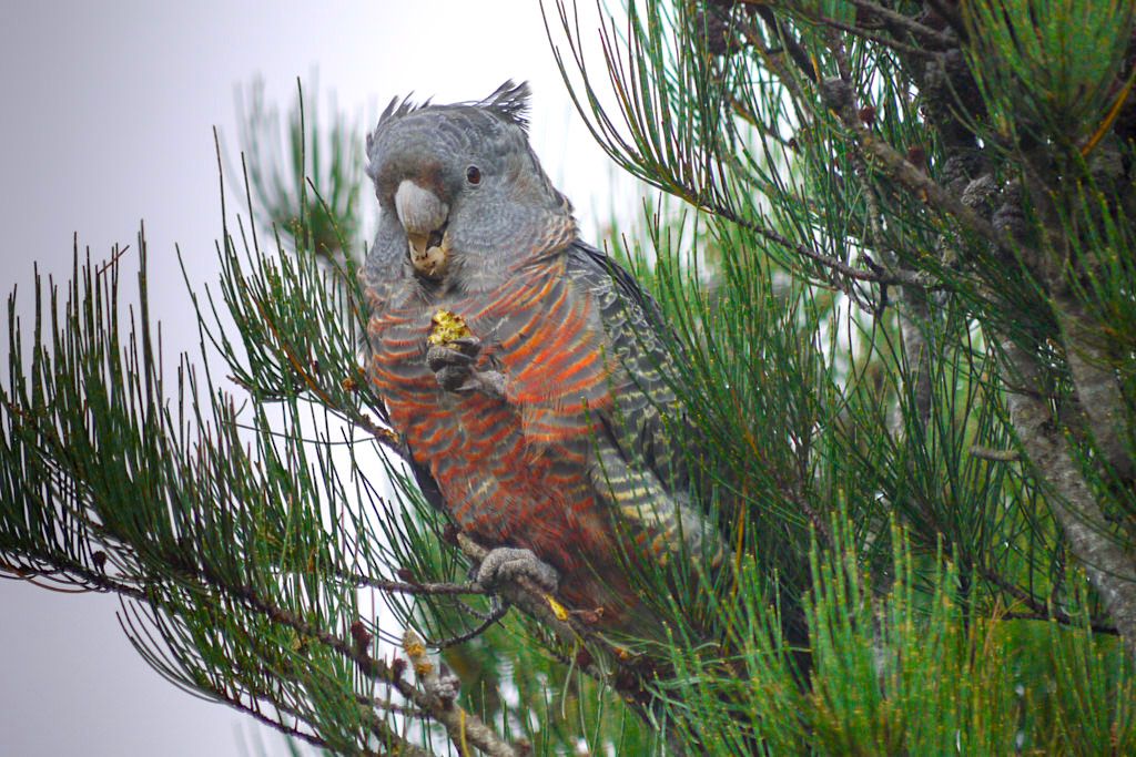 Helmkakadu oder Gang-Gang Cockatoo - Grampians National Park - Victoria