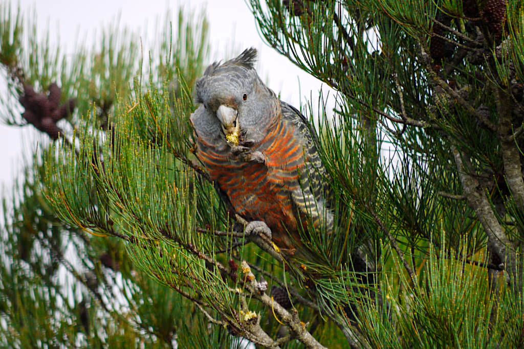 Weiblicher Helmkakadu am Mt William - Wildlife im Grampians Nationalpark - Victoria - Australien