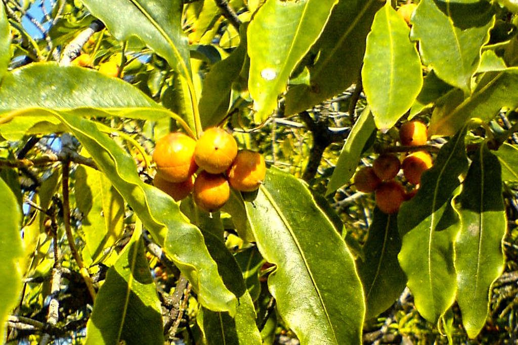 Krausblättriger Klebsame (Pittosporum undulatum) - Invasive Pflanze auf Sao Miguel, die die letzen Lorbeerwälder der Insel bedroht - Azoren
