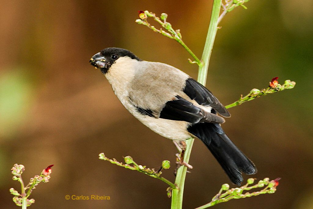 Land of Priolo - Naturschutz, Symbol & Stolz der Region Nordeste auf den Schultern eines kleinen Vogels - Sao Miguel, Azoren
