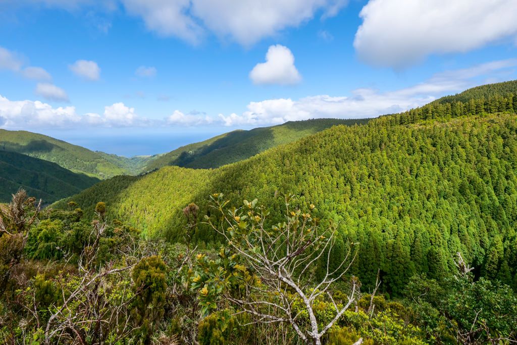 Land of Priolo - Großes Naturschutzprojekt rund um die Serra da Tronqueira & Planalto dos Graminhais - Nordeste, im Osten von Sao Miguel - Azoren