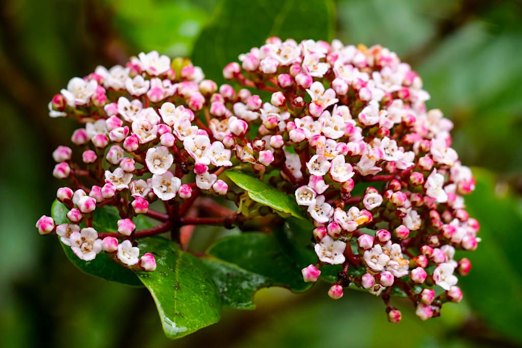 Lorbeerblättriger Schneeball (Viburnum treleasei) - bedrohte endemische Pflanze der Lorbeerwälder der Azoren - Sao Miguel