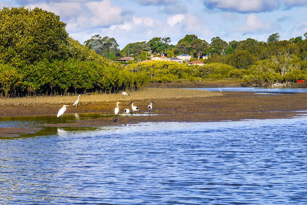Minnamurra River - ein kleines Fisch- und Vogelparadies - Kiama Highlights - New South Wales