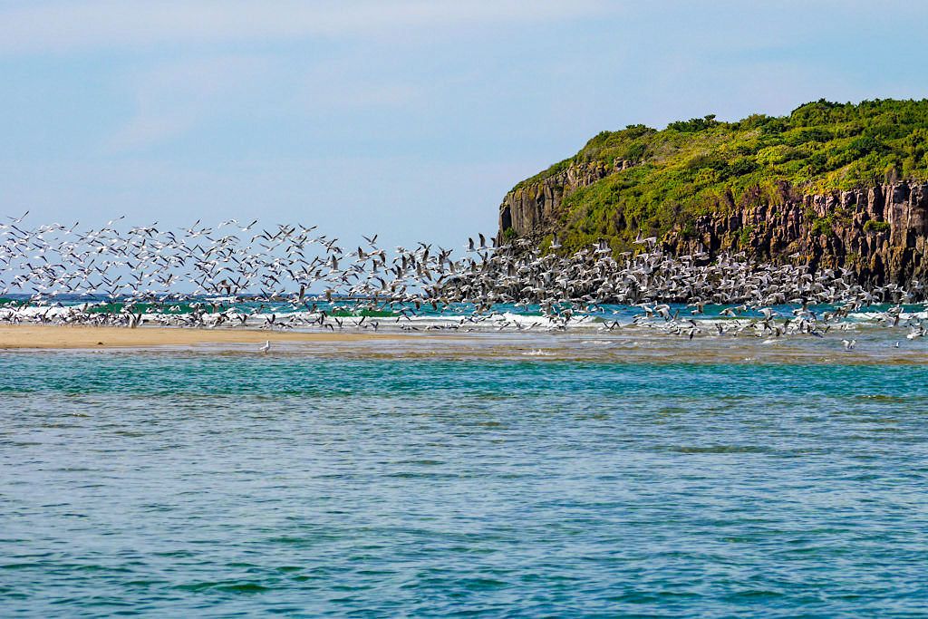 Minnamurra Spit und Starck Island ist ein Fisch- und Vogelparadies - Umgebung von Kiama - New South Wales