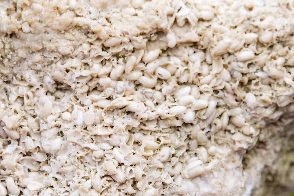 Muschelkalke entstanden nach Ries-Ereignis im Rieskrater-See - Donau-Ries, Bayern