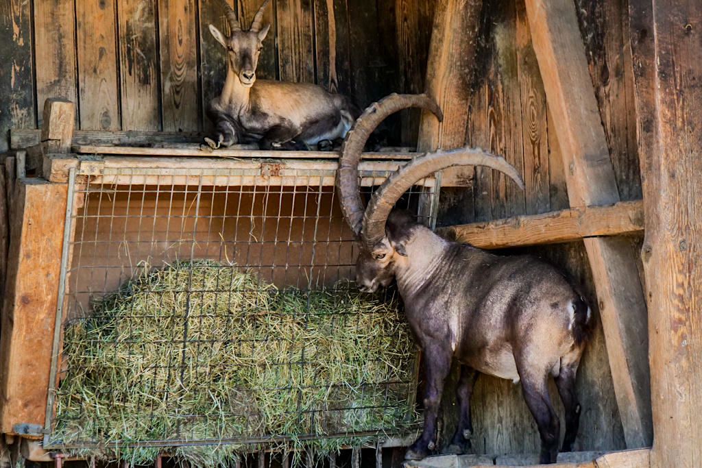 Pfänder Wildpark - Alpensteinboöcke und andere Wildtiere dieser Bergregion - Bregenz, Österreich