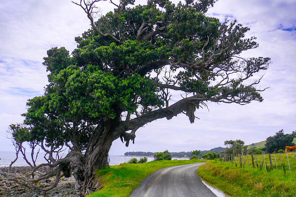 Port Jackson Road: Bäume werden von heftigen Winden gebogen - Coromandel Peninsula - Nordinsel, Neuseeland