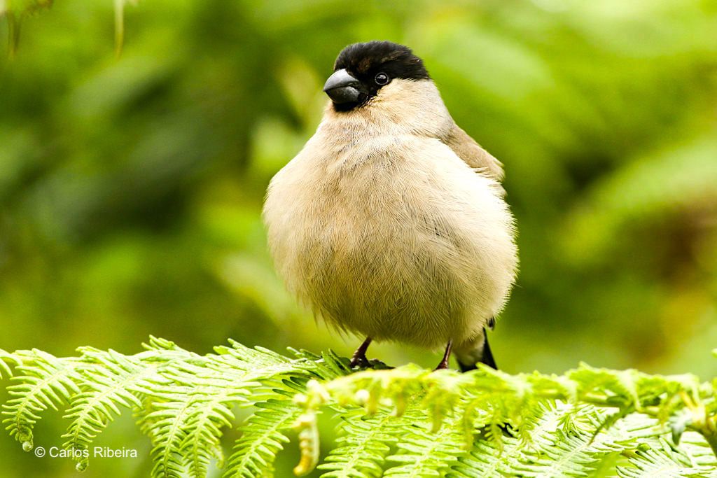 Priolo oder Azoren-Gimpel - stark gefährdeter Vogel, der ausschließlich in den Lorbeerwäldern im Osten von Sao Miguel vorkommt - Azoren