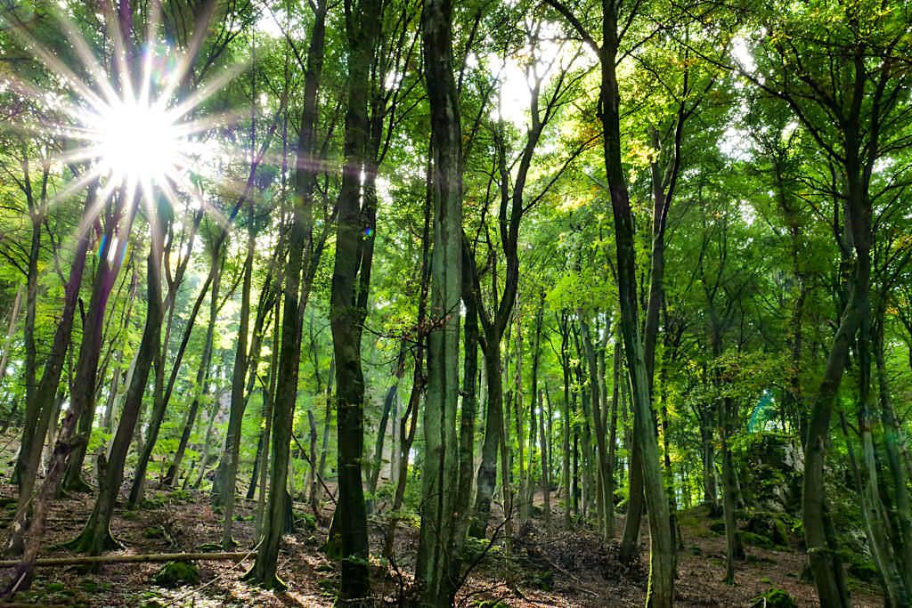 Riedenburg Klamm-Wanderung - Waldweg mit markanten Felsen & Sonnenstrahlen - Altmühltal, Bayern