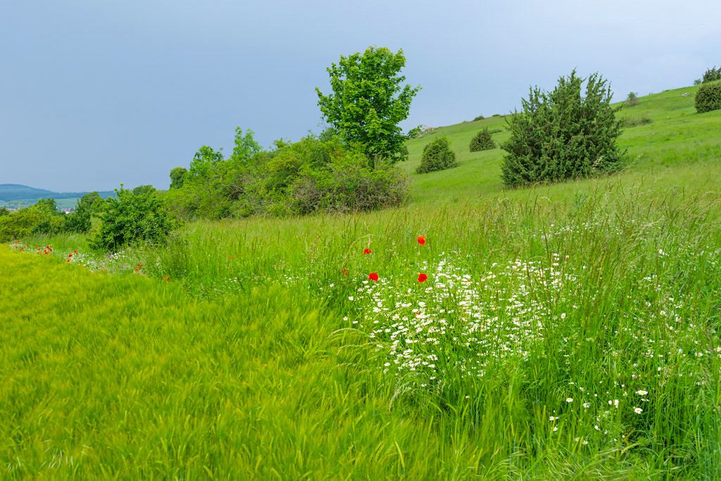 Rieslandschaft beim Riegelberg im Frühsommer - Schäferweg Wanderung im Donau-Ries, Bayern