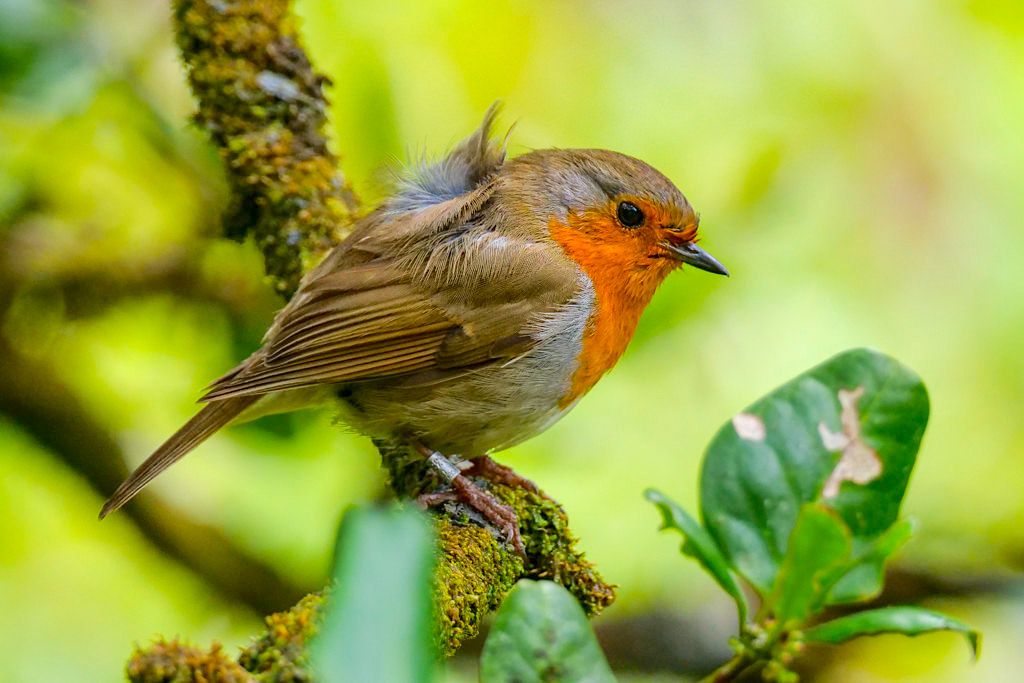 Hübschen Rotkehlchen im ursprünglichen Lorbeerwald - Centro do Priolo bei Nordeste - Sao Miguel, Azoren