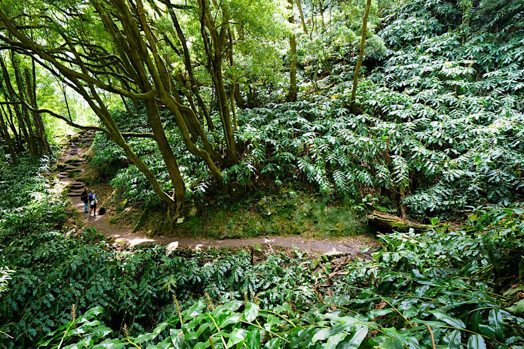 Salto do Prego Wanderung - Invasion des Schmetterlingsingwers - Sao Miguel - Azoren