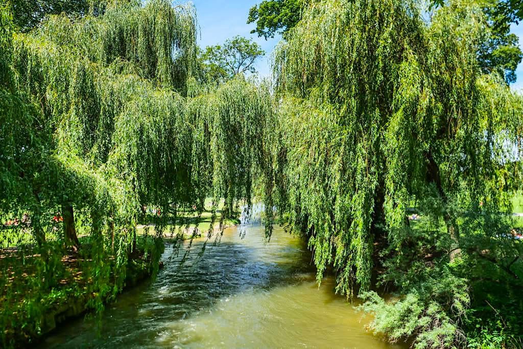 Schwabinger Bach umsäumt mit imposanten, riesigen Trauerweiden - Englischer Garten - München, Bayern