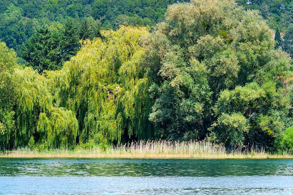Seefelder Aach Naturschutz - Panorama-Bodensee-Schiffsfahrt auf dem Überlinger See - Baden-Württemberg