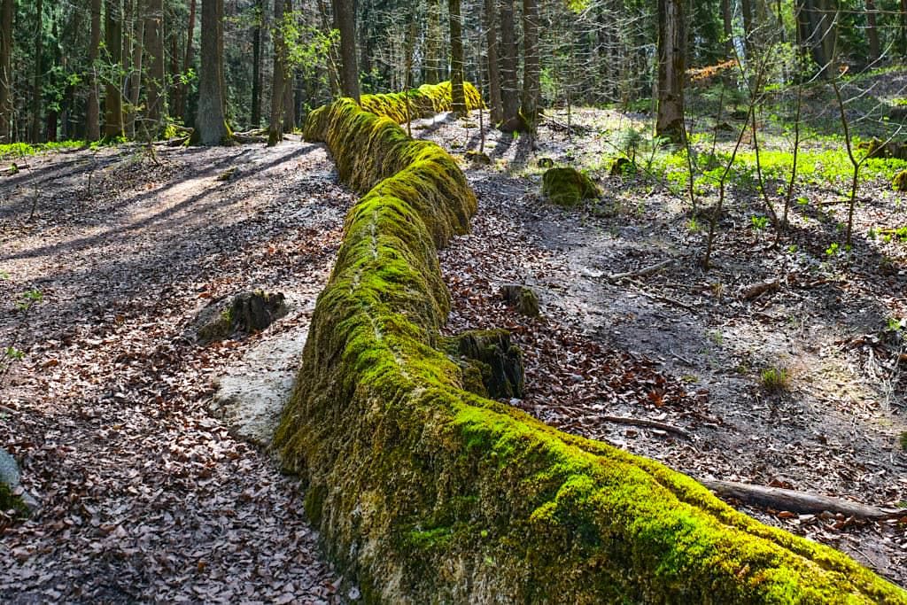 Steinerne Rinne aus Kalktuff bei Erasbach - Fragiles Altmühltal Geotop & Naturphänomen - Bayern