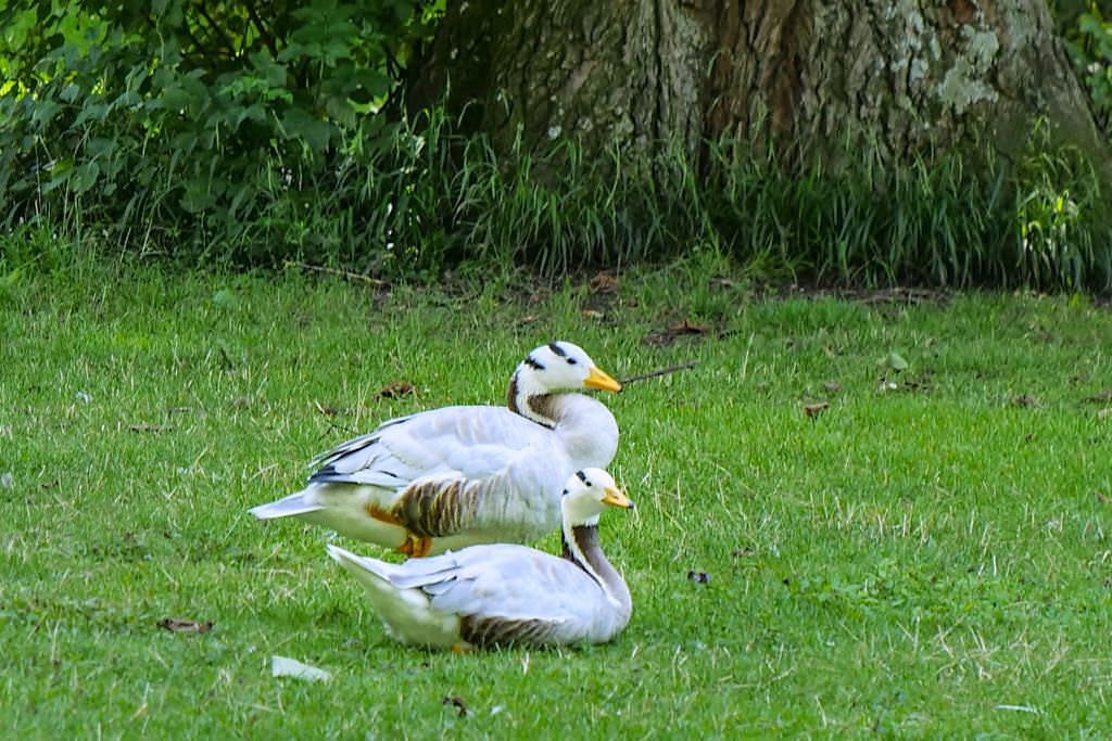 In München seltene Streifengänse findet man im Englischen Garten - Bayern