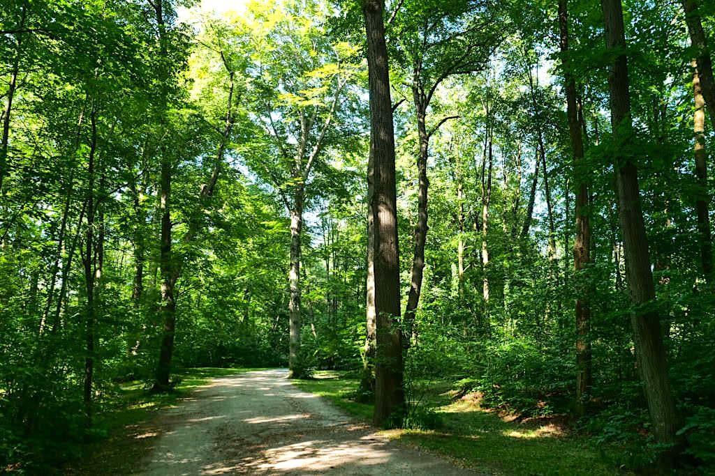 Herrliche einsame, schattige Waldwege - Englischer Garten Nordteil - München, Bayern