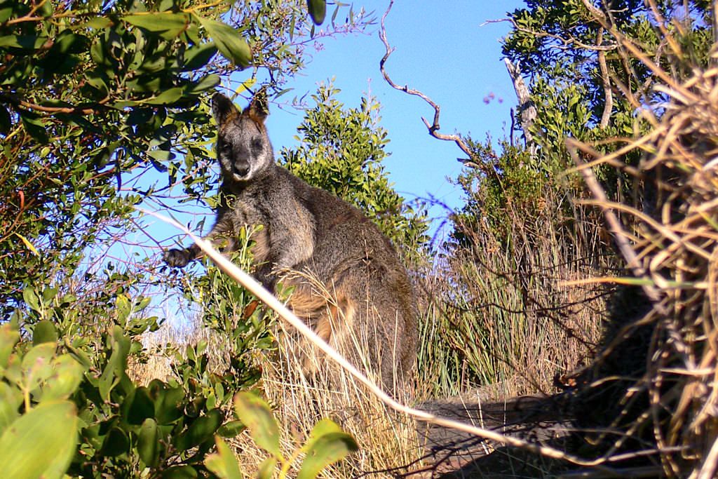 Wallaby im Grampians Nationalpark - Victoria - Australien